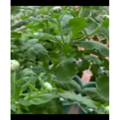 লণ্ঠন স্প্রে সাদা chrysanthemum