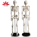 85cm Human Life Size Skeleton Model for Anatomy Teaching Kit1