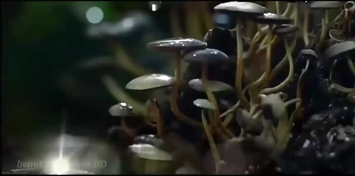 Cute Mushrooms