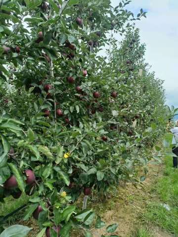 huaniu apple on the tree