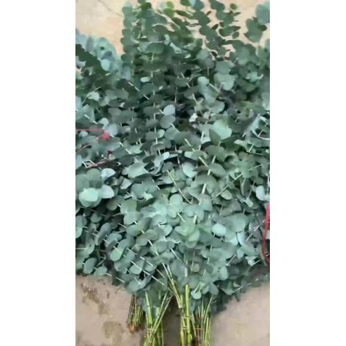 ফ্রেশ কাট ফুল ইউক্যালিপটাস সিনেরিয়া বড় পাতা বহু-শাখা সিলভার ডলার ইউক্যালিপটাস বিবাহের সাজসজ্জার জন্য