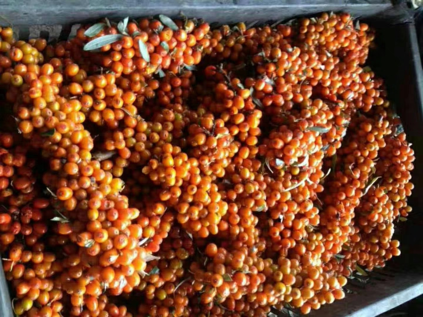 Seabuckthorn عصير مركّز