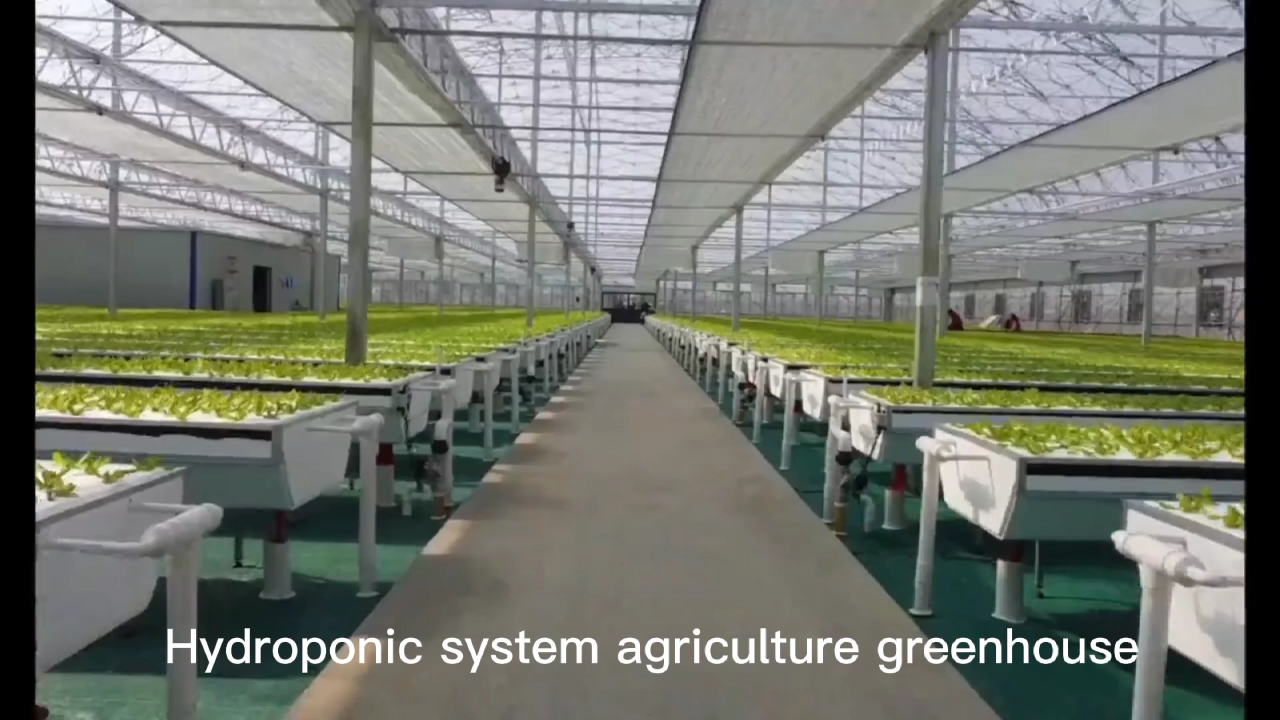 Aquaponics utilisés pour produire des légumes Smart Hydroponics Farm Multi-span Agricultural Greenhouses1