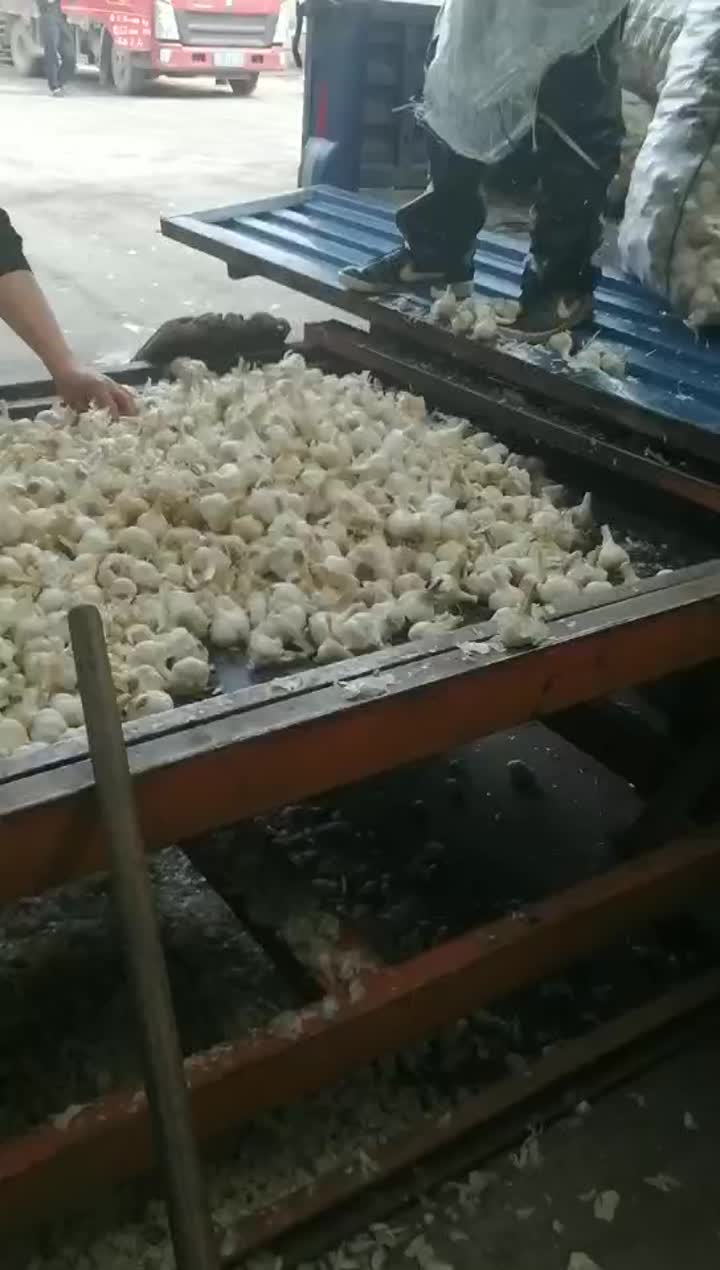 garlic processing 1