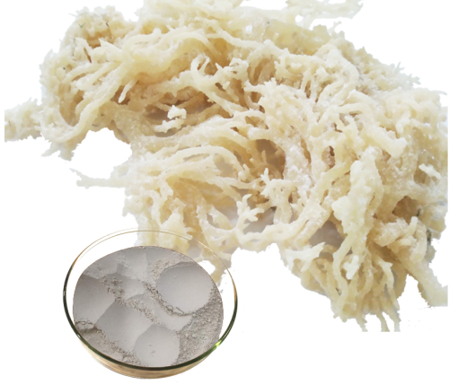 how to make sea moss extract Natural sea moss powder irish sea moss pure powder