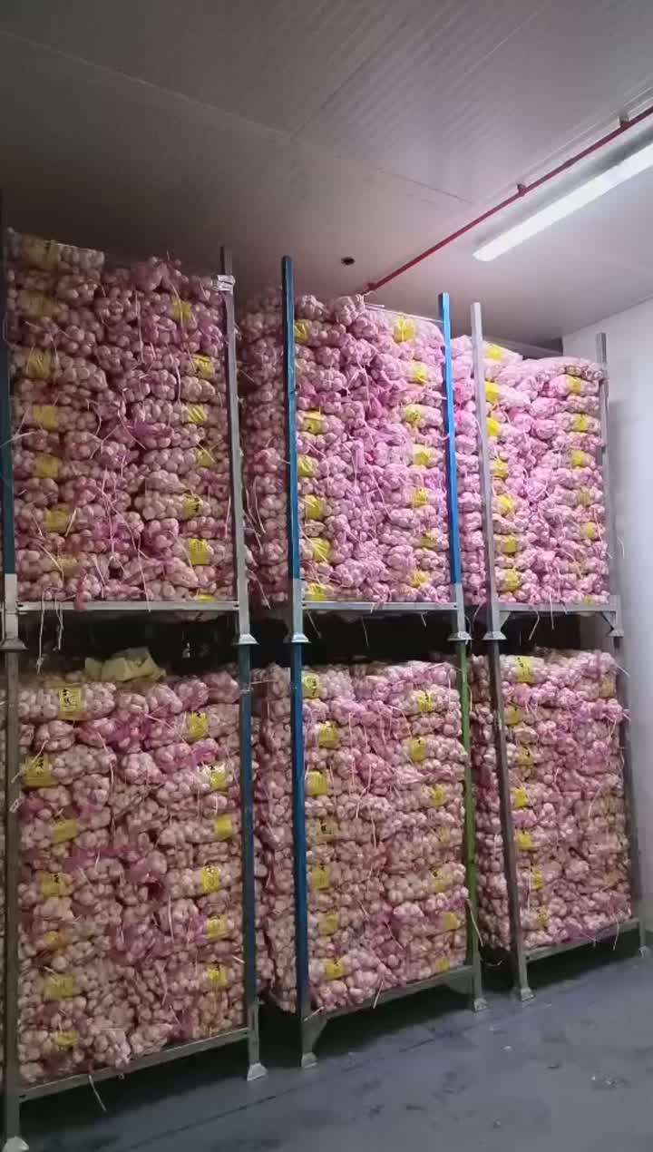 stock garlic 1