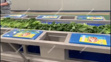 Spinach washing line