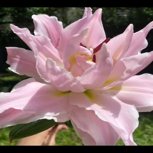 إلهة مزدوجة البتلة الزنبق الشرقي