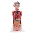 High-Quality 65cm Medical Anatomical Torso Model: A Comprehensive Guide1