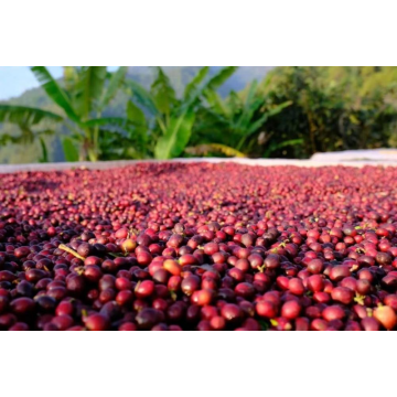How to Choose Roasted Arabica Coffee Bean?