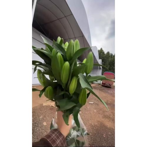 হলুদ ওরিয়েন্টাল লিলি