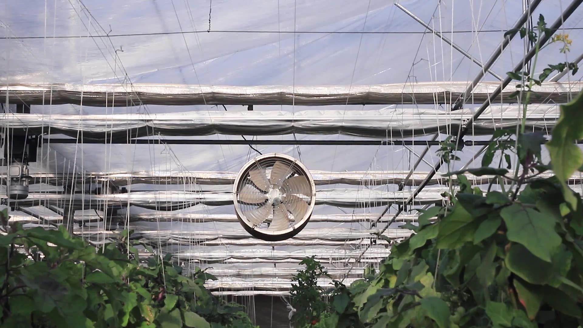 Fully automatic systems hydroponics tomato greenhouse steel construction galvanized materials frm China1