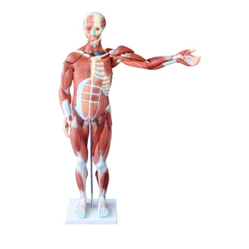 Ten Chinese Human Muscular System Model Suppliers Popular in European and American Countries