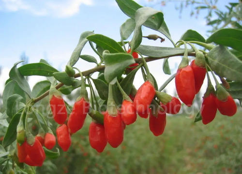 High quality wolfberry extract
