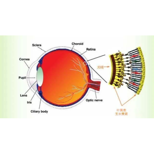 Market Prospect of Lutein In Food Processing