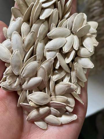 Pimpkin Seeds