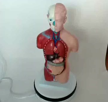 torso