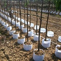 Bolsas de cultivo de plantación de macetas de tela no tejidas1