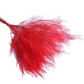 Hot Selling Dried & Preserved Flowers for Decorations - Tiki Fern & Broom Grass1
