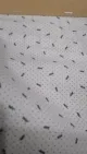 Tessuto stampato spandex poplin di cotone 50s