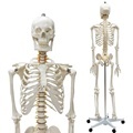 Life Size High Quality Medical Science Skeleton Model - Anatomy FRT0011