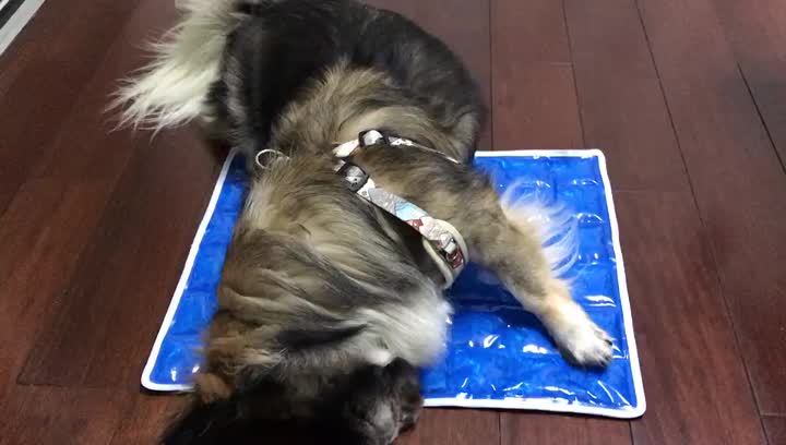 犬のペットアイスパッド（マット）