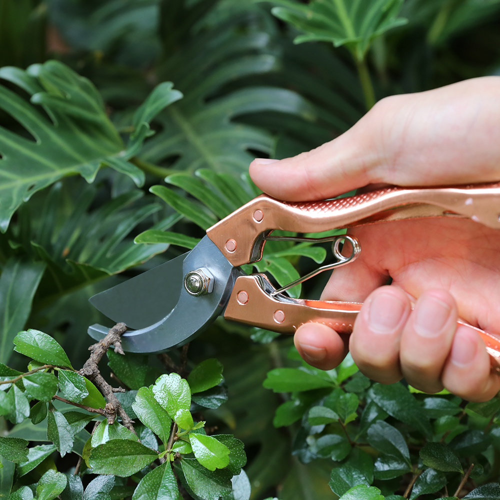 Sécateurs durables professionnels de ciseaux de jardin de dérivation pour la branche d'herbe et d'arbre