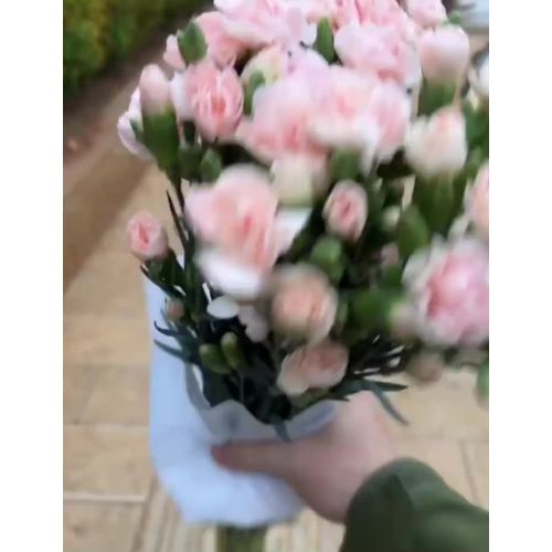 লিউনিয়ান একক মাথাযুক্ত কার্নেশন