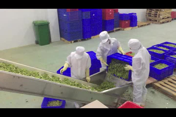 Full production line for green beans