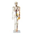 Human Skeleton Model FRT013 with Blood Vessels, Heart, and Brain for Medical Study1