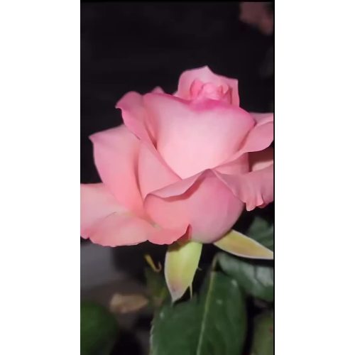 ডায়ানা রোজ হার্ভেস্ট পিঙ্ক রোজ গুদাম