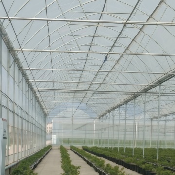 blueberry greenhouse film in Yunnan farm
