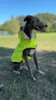 معطف المطر القابل للعكس لجميع الكلب الحجم