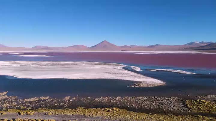 Vc Enzyme Combo Repair Shampoo flower