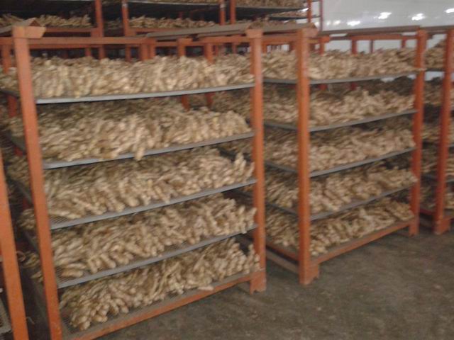 Air dried ginger 300g and up 10kg/plastic box 