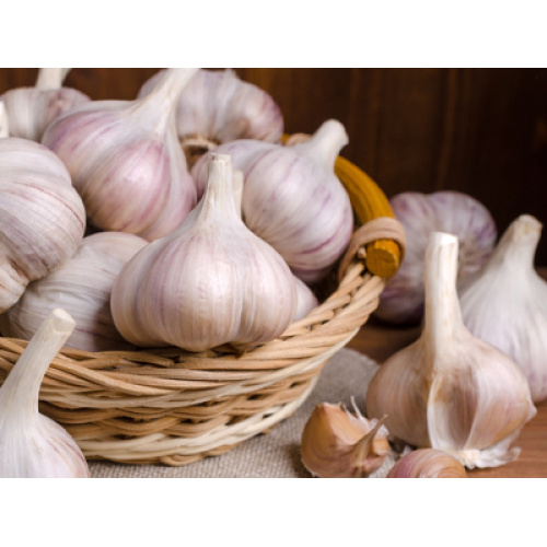 يدخل سوق الثوم العالمي مرحلة الاستقرار في أبريل 2026، مع ديناميكيات الأسعار التي تقود إلى تمايز الجودة