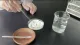 Fermentasi Bacillus Subtilis Powder Dengan Harga Yang Kompetitif