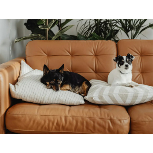 Industria de sofás para mascotas en 2026: la coexistencia entre humanos y mascotas, la innovación inteligente y la sostenibilidad remodelarán el mercado mundial