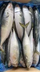 IQF BQF Pacific Mackerel 200-300G 300-500G SCOMBER JAPONICUS