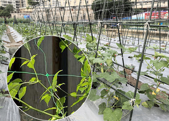 Vídeo da rede de escalas