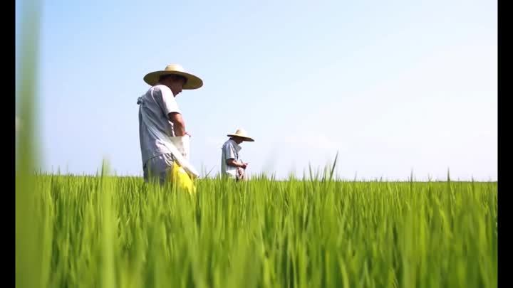 Grãos de Rice Factory Video12