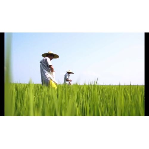 쌀 공장 비디오의 곡물 12