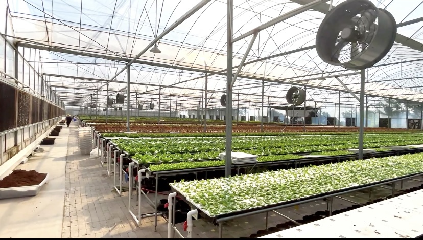 Usine de plantez pour les légumes