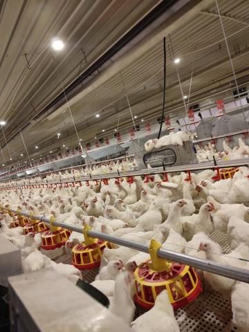 Chicken raising equipment manufacturers tell newbies what to pay attention to when raising chickens