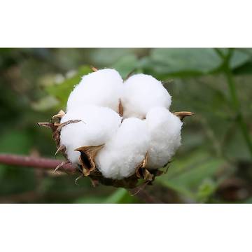 Organic cotton price is high in India since June 2021