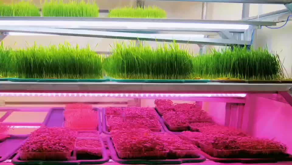 Grass d'herbe fourragère Vertical Containing Greenhouse avec système hydroponique vertical pour le bétail et les moutons1