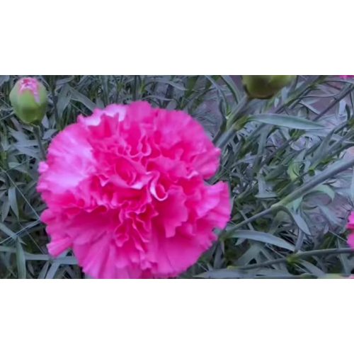সিঙ্গ-হেড কার্নেশন লিটল পীচ লাল