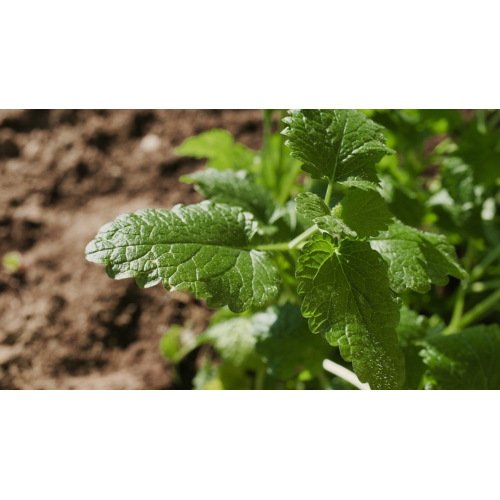 Extrair Plano de Serviço de Segurança-Laboratório de Testes de Ciências Nutritais Mérieux