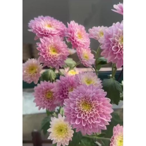 عصير الفراولة أضاليا أمي