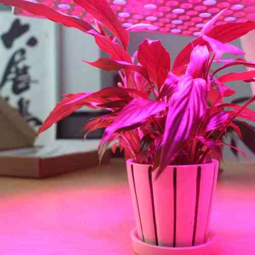 SZYOUMY LED Grow light 